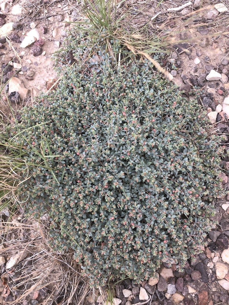 Dwarf Sandmat photo 8