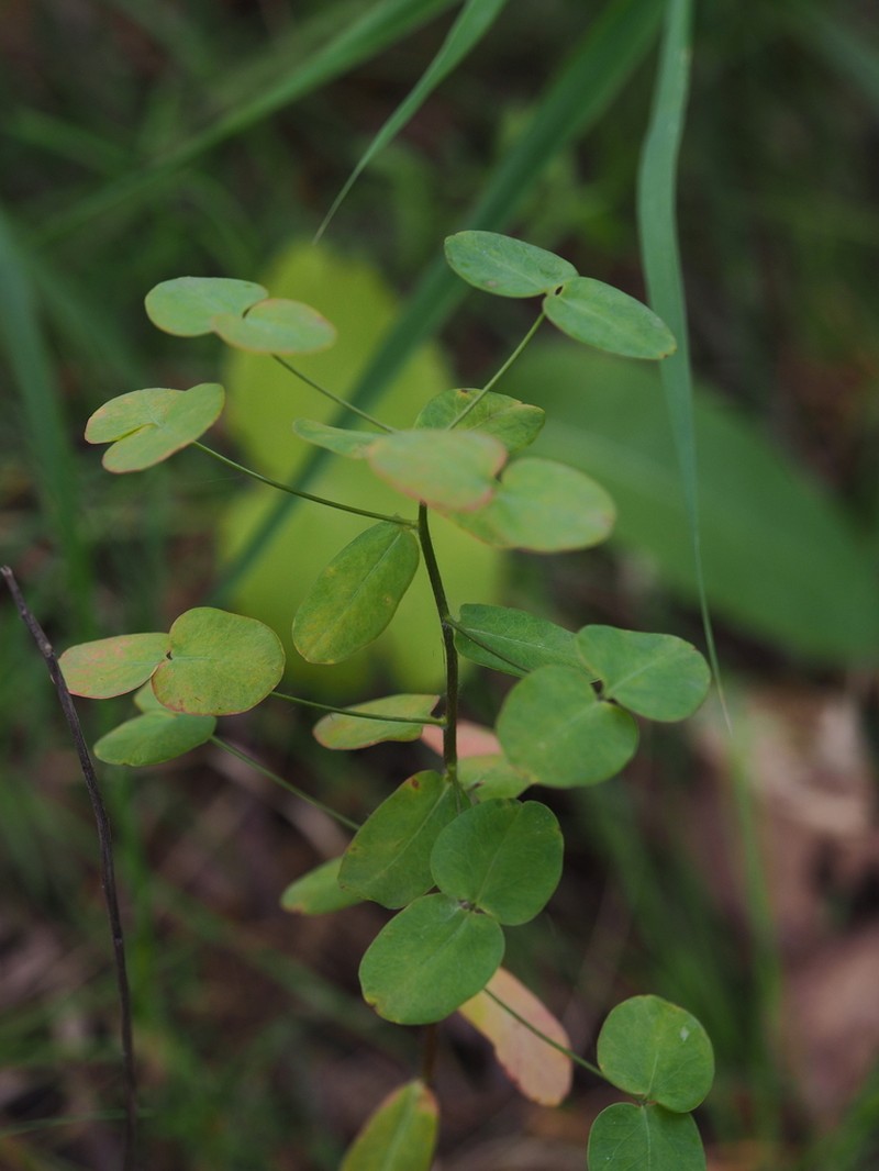 Euphorbia jenisseiensis