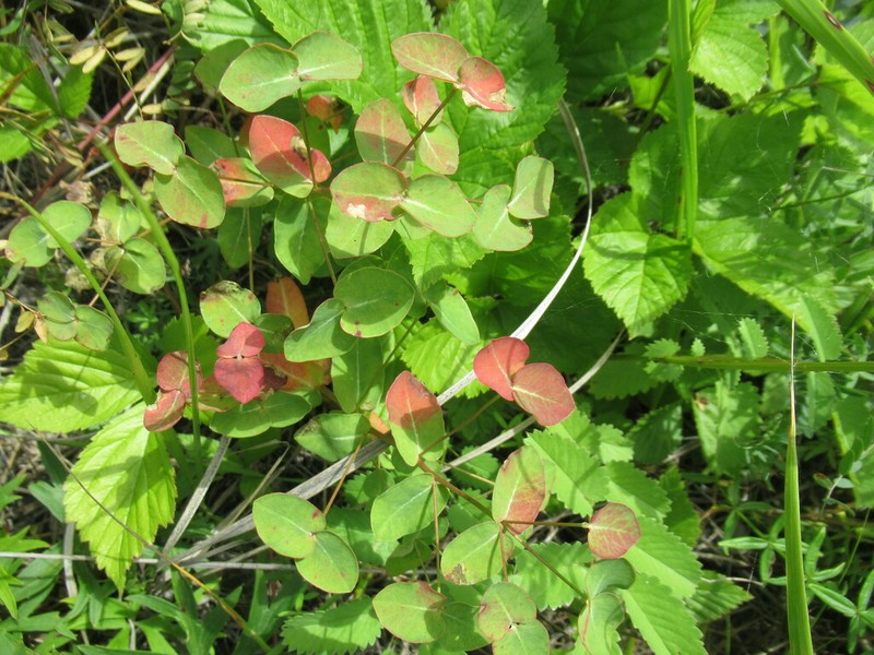 Euphorbia jenisseiensis photo 2