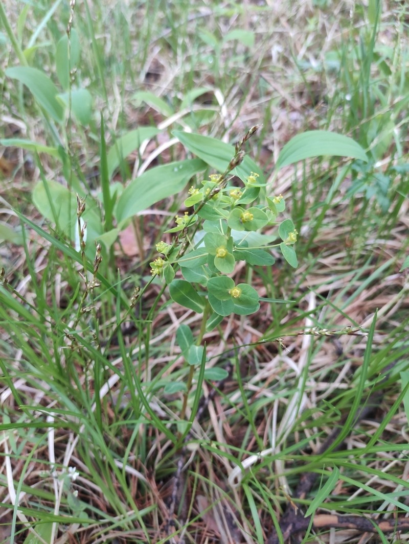Euphorbia jenisseiensis photo 3