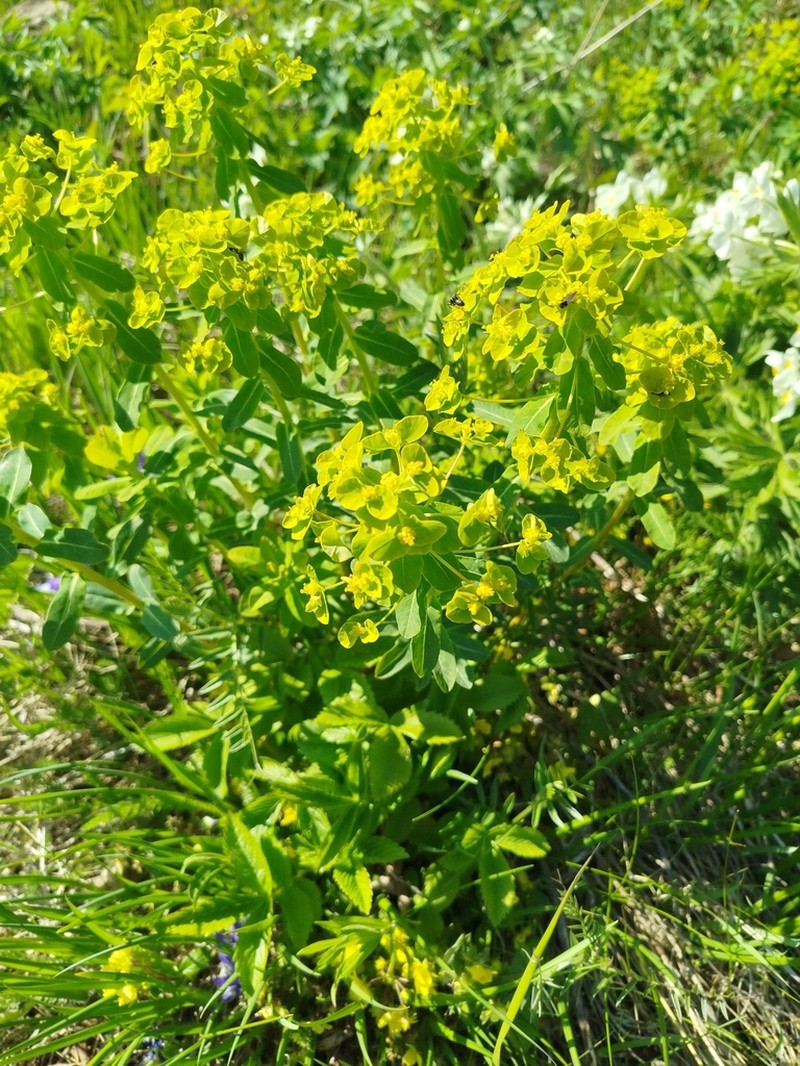 Euphorbia jenisseiensis photo 4