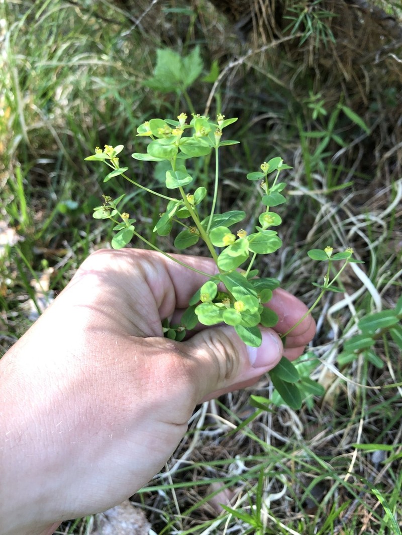 Euphorbia jenisseiensis photo 5
