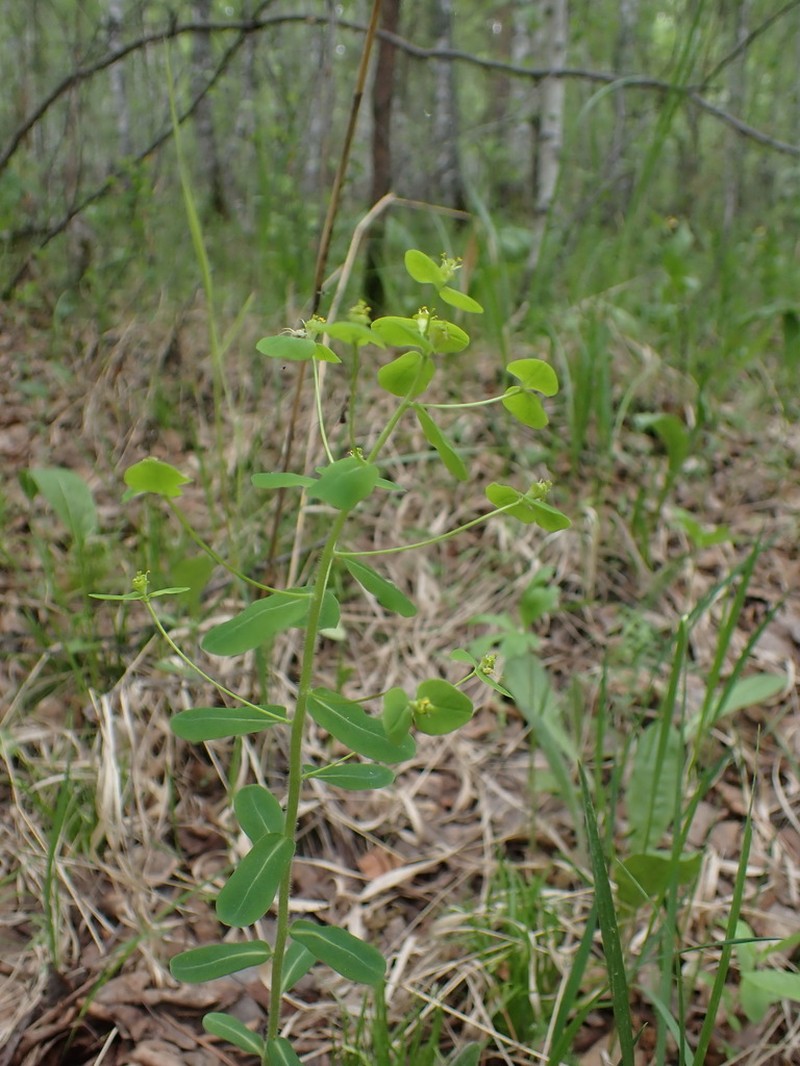 Euphorbia jenisseiensis photo 6