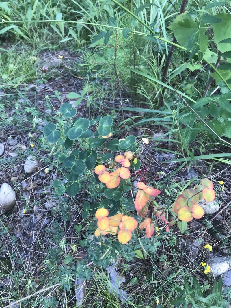 Euphorbia jenisseiensis photo 7