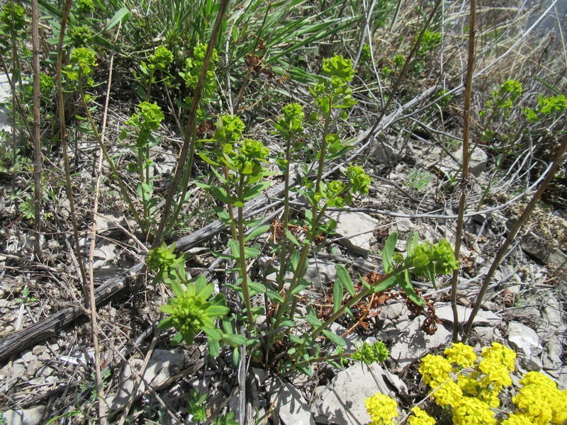 Euphorbia jenisseiensis photo 8