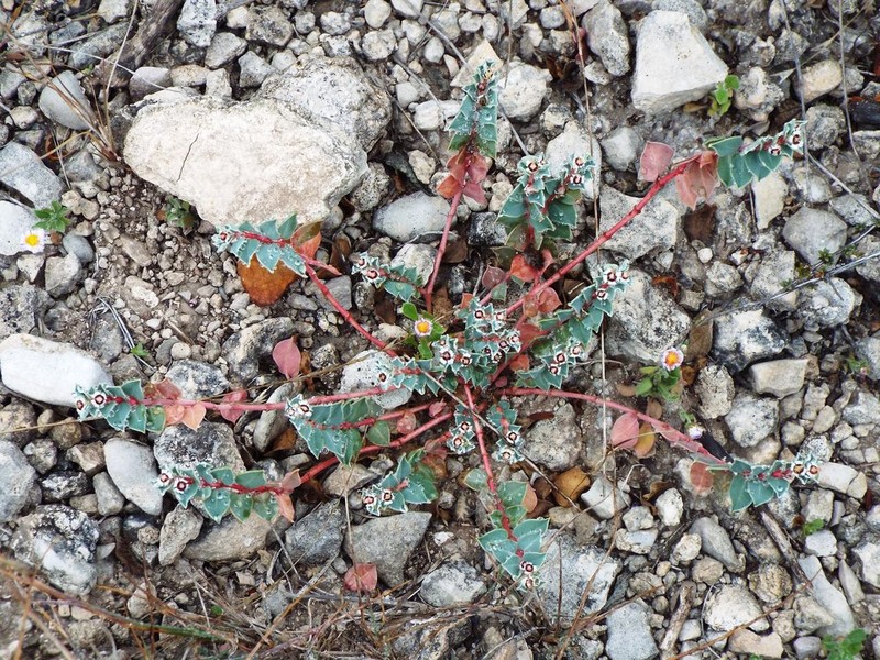 Euphorbia johnstonii