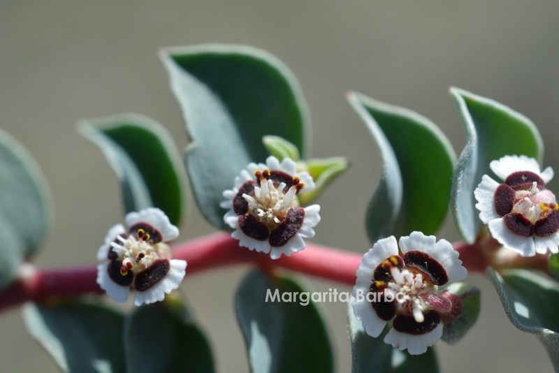 Euphorbia johnstonii photo 2