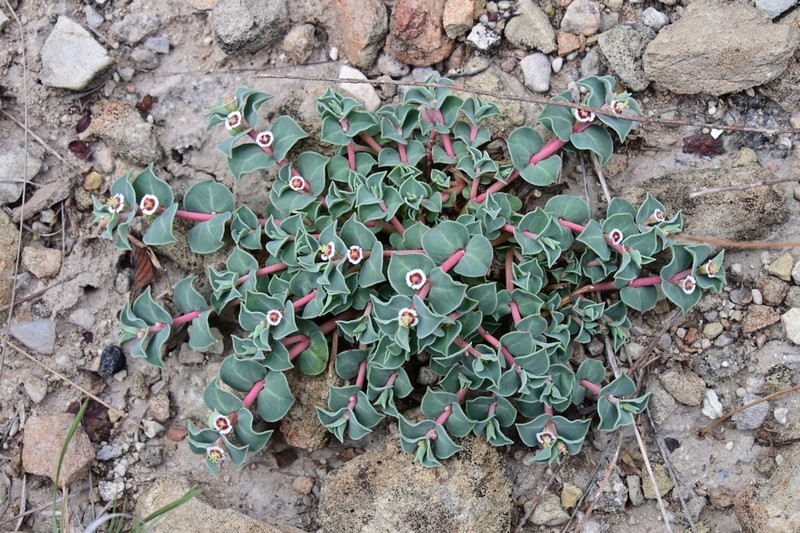 Euphorbia johnstonii photo 3