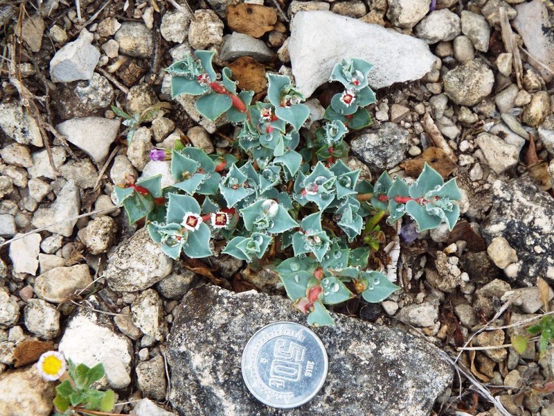 Euphorbia johnstonii photo 6