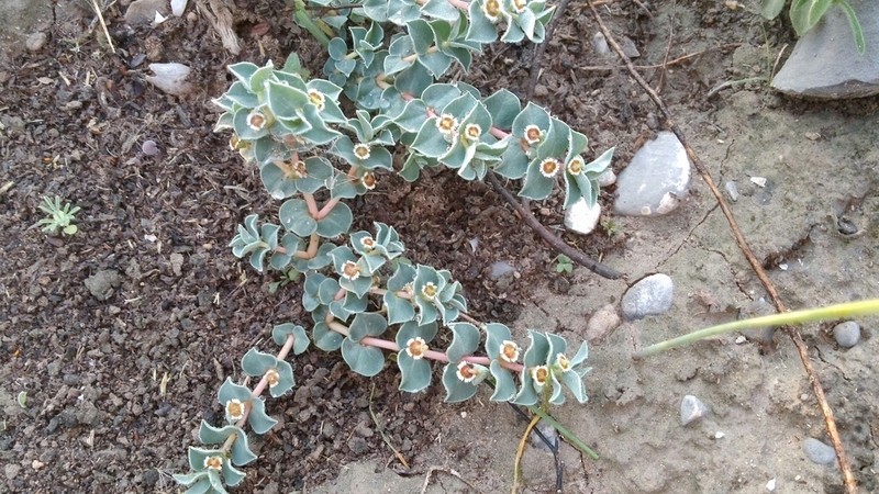Euphorbia johnstonii photo 7