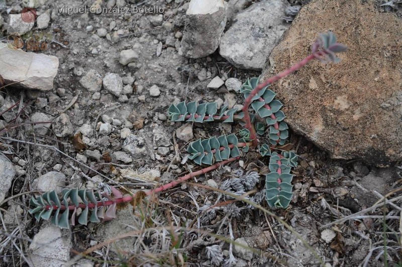 Euphorbia johnstonii photo 8