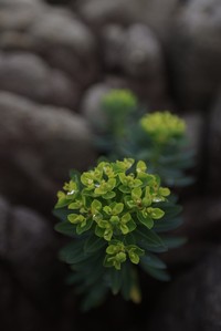 Euphorbia jolkinii
