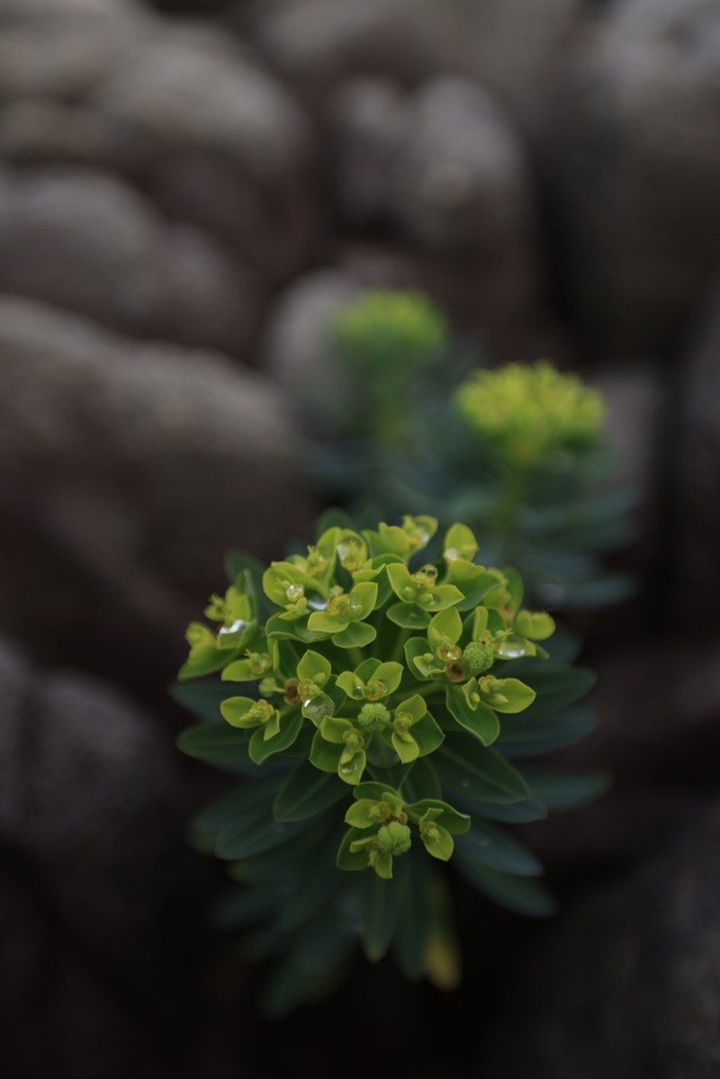 Euphorbia jolkinii