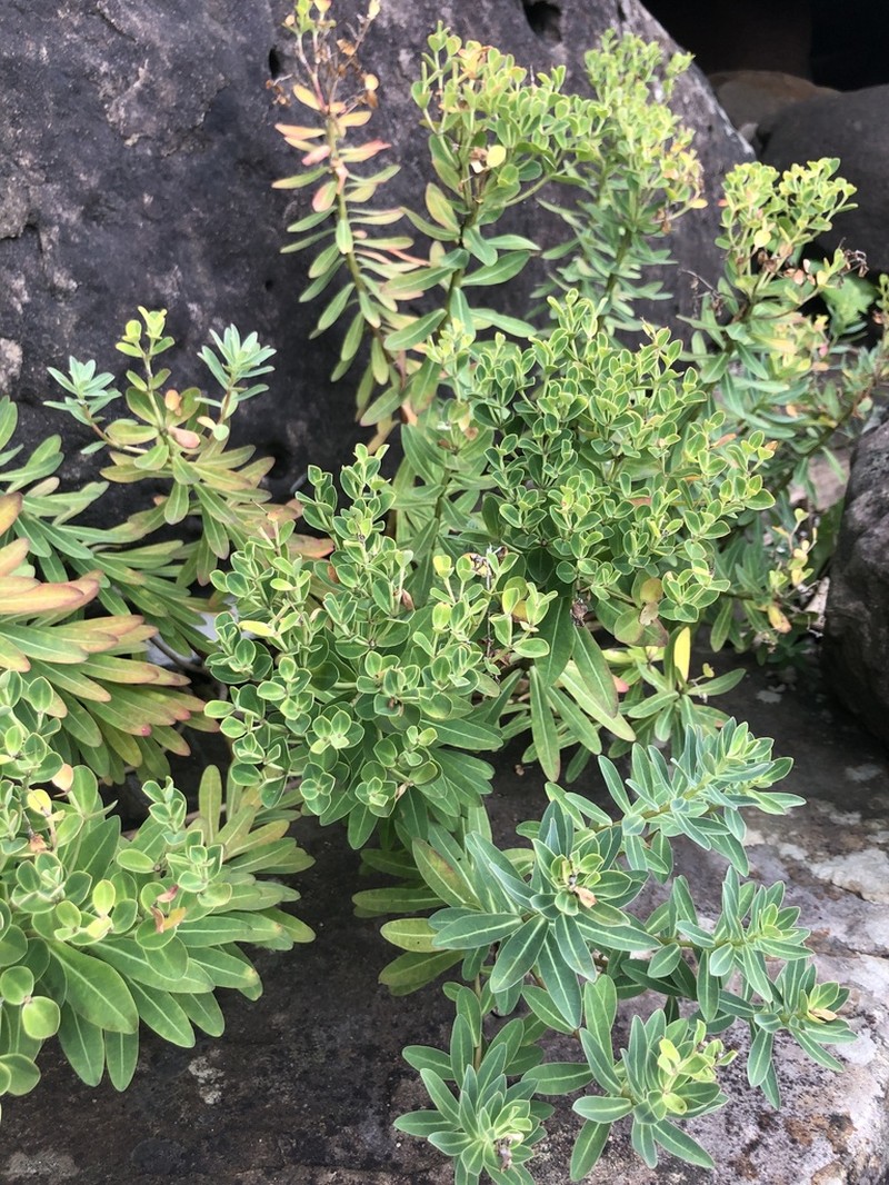 Euphorbia jolkinii photo 2