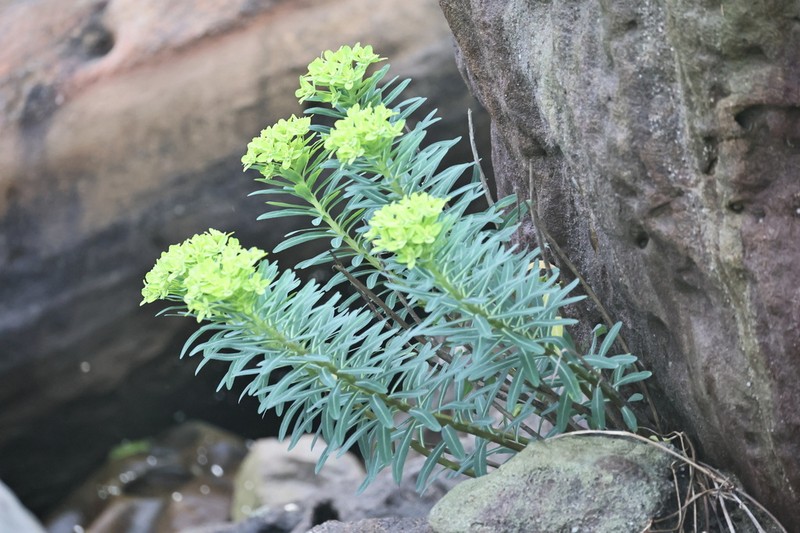 Euphorbia jolkinii photo 4