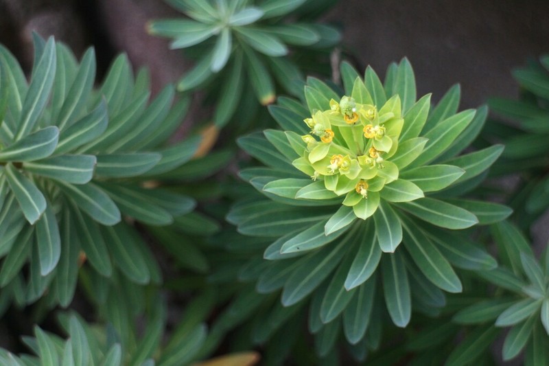 Euphorbia jolkinii photo 5