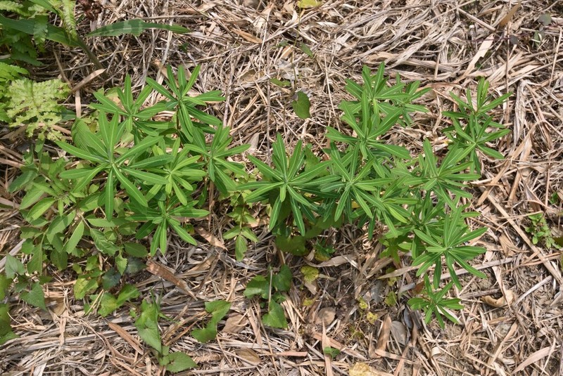 Euphorbia jolkinii photo 6