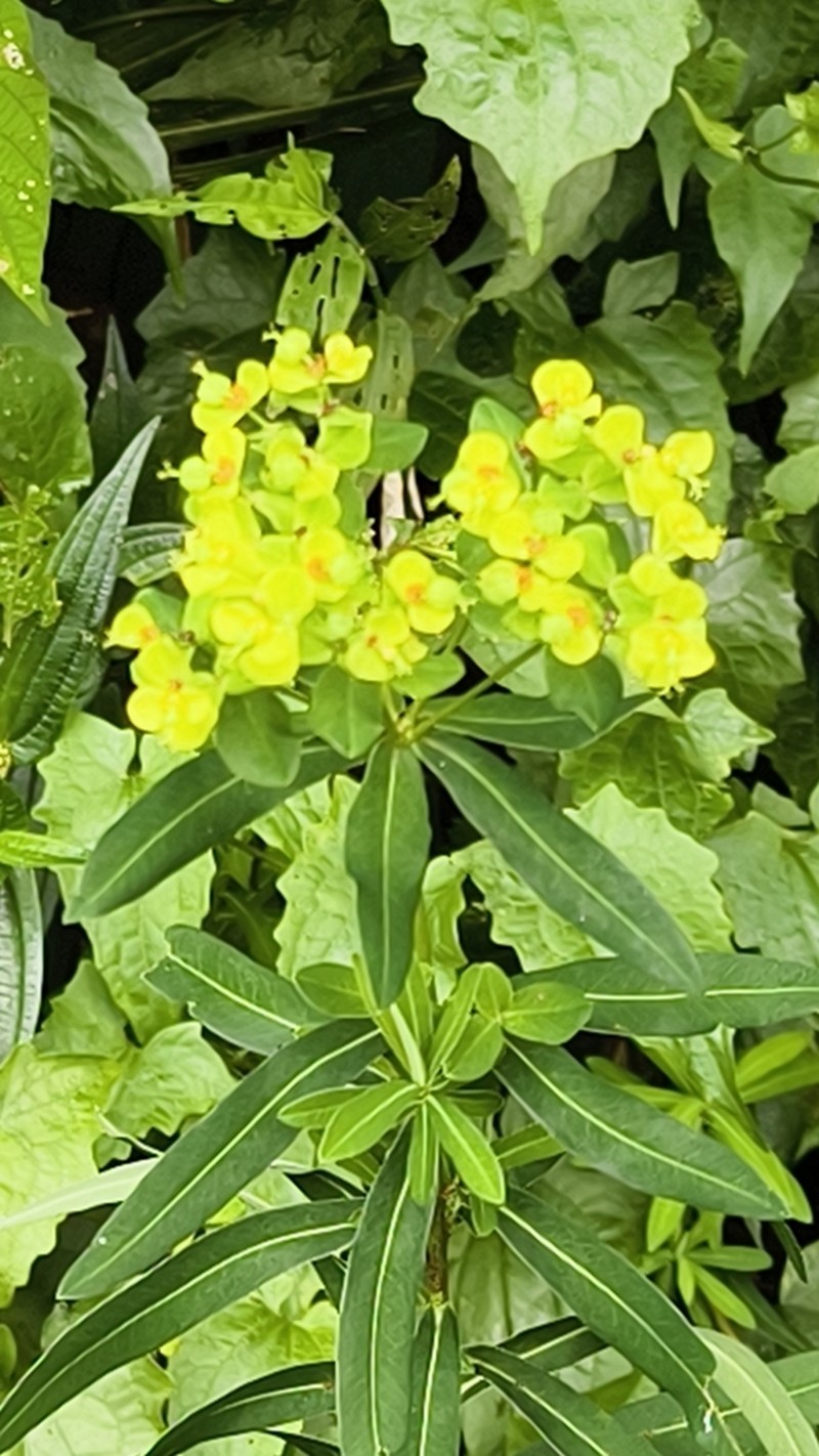 Euphorbia jolkinii photo 8