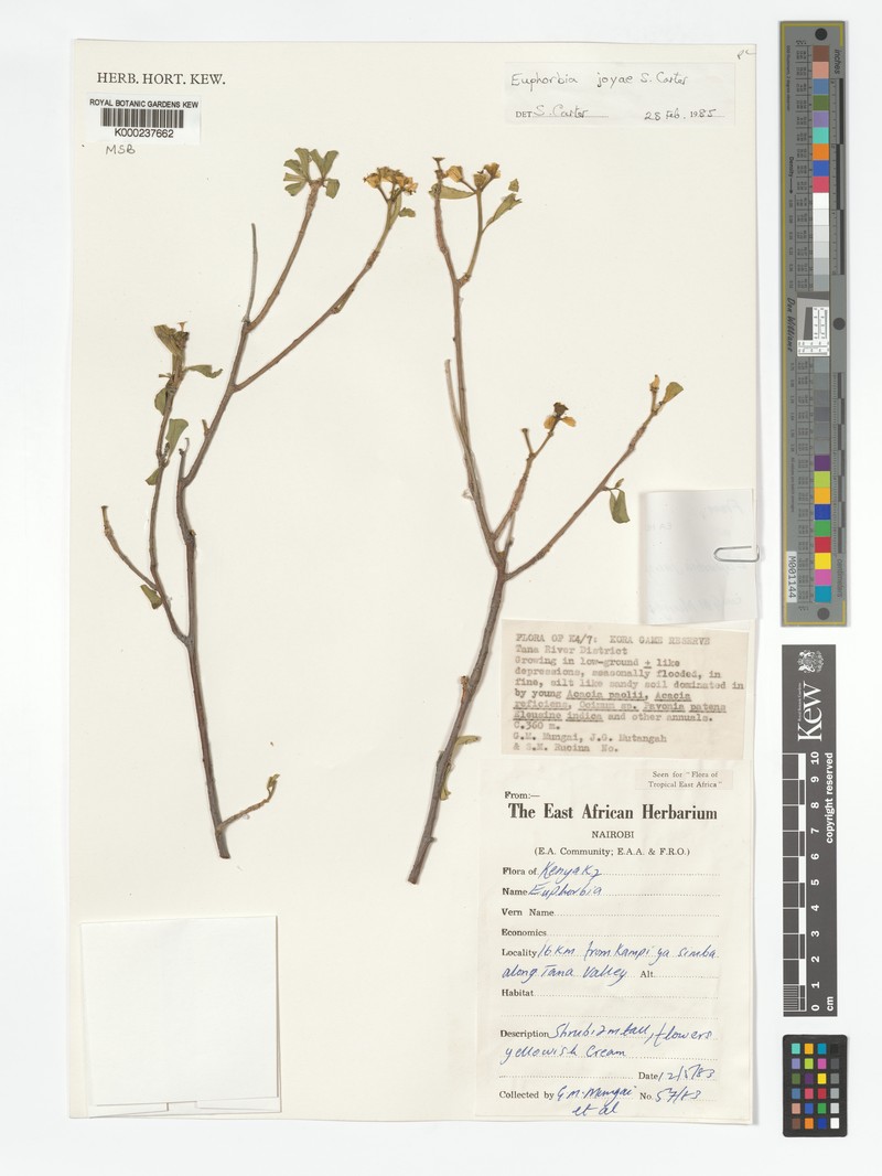 Euphorbia joyae