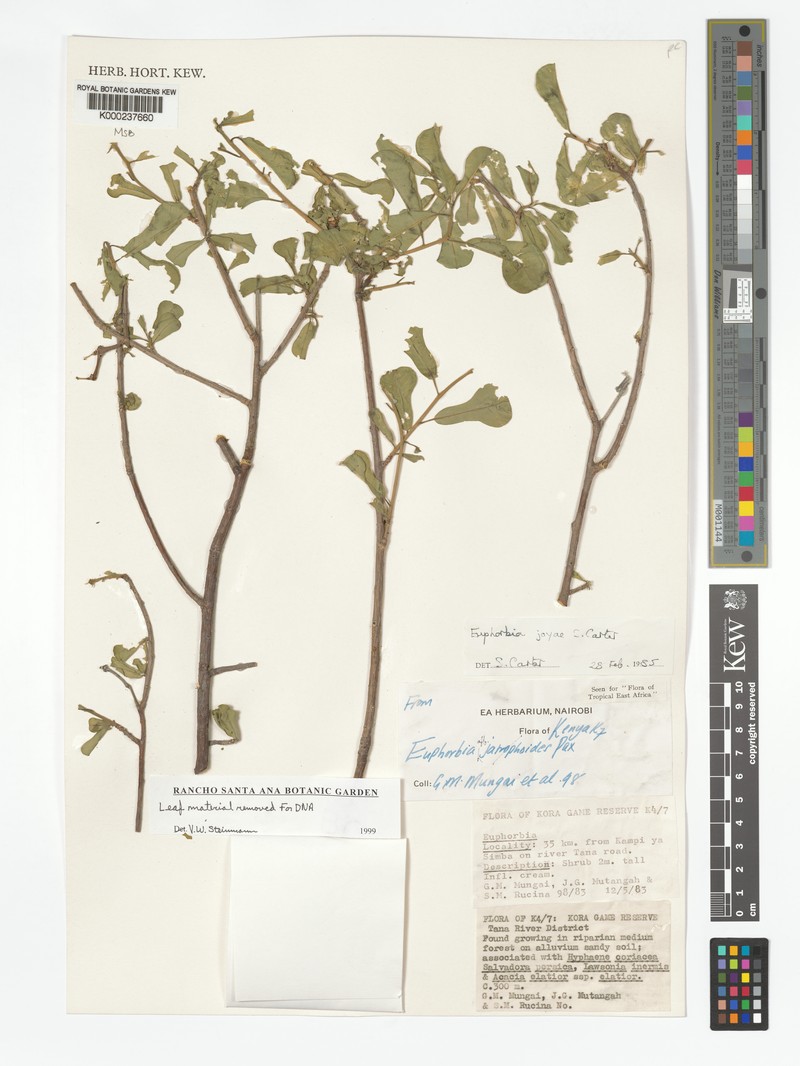 Euphorbia joyae photo 2