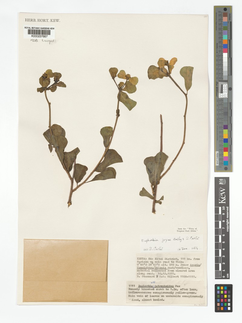 Euphorbia joyae photo 3