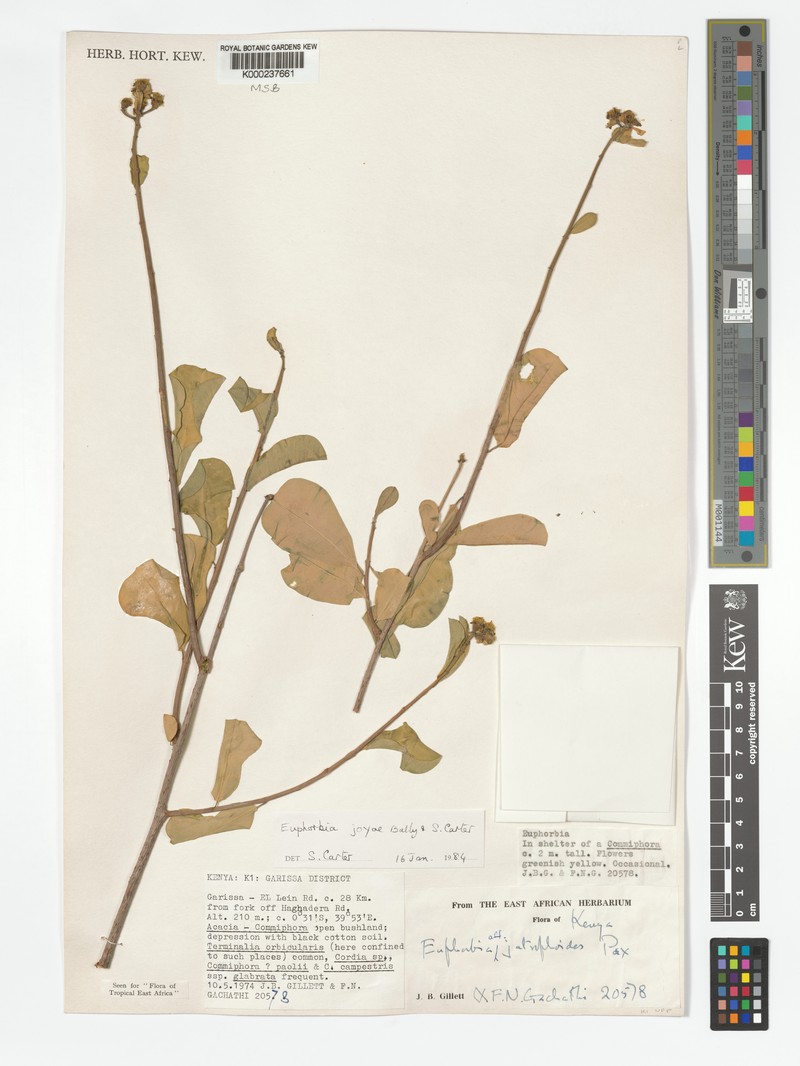 Euphorbia joyae photo 4