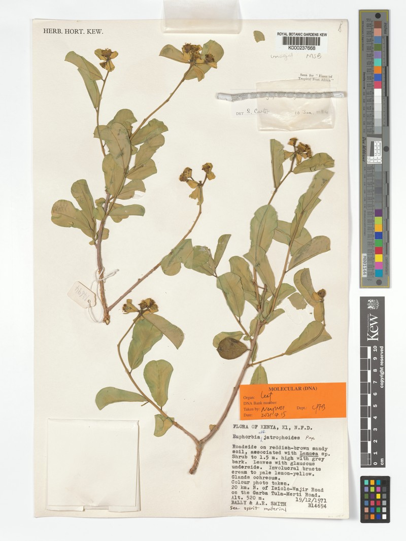 Euphorbia joyae photo 6