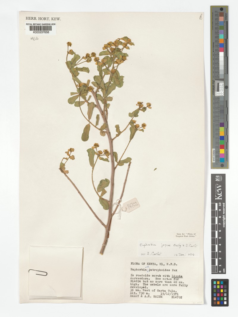 Euphorbia joyae photo 7