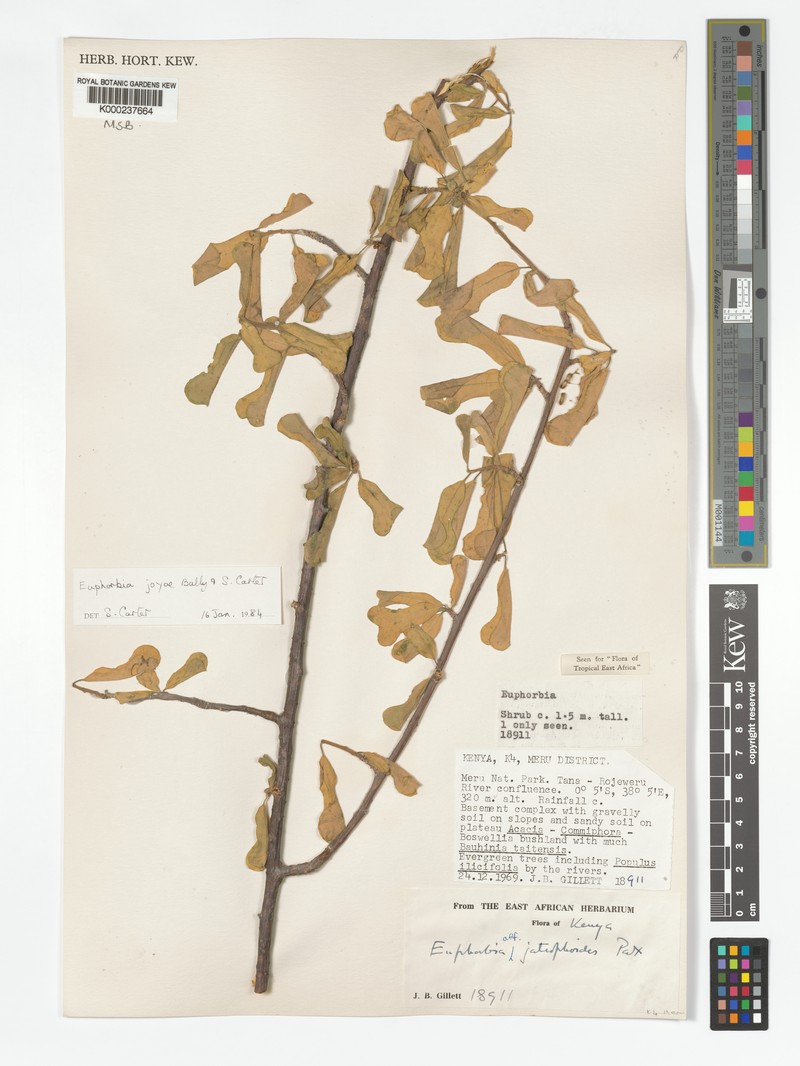 Euphorbia joyae photo 8