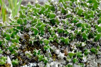 Euphorbia jubata