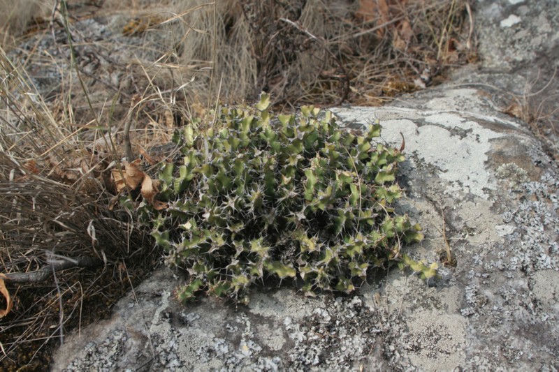 Euphorbia jubata photo 2