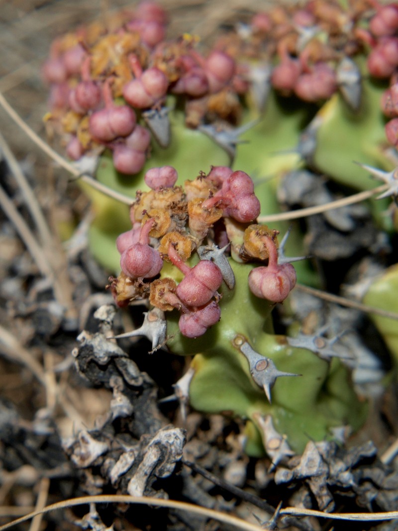 Euphorbia jubata photo 3