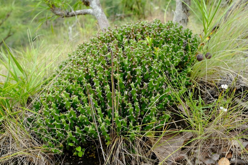 Euphorbia jubata photo 4