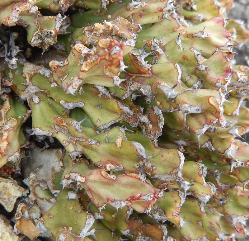 Euphorbia jubata photo 5