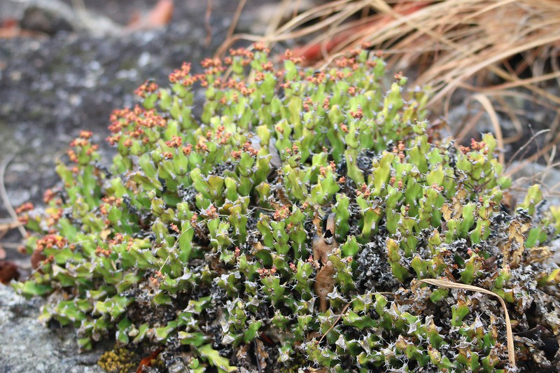 Euphorbia jubata photo 6