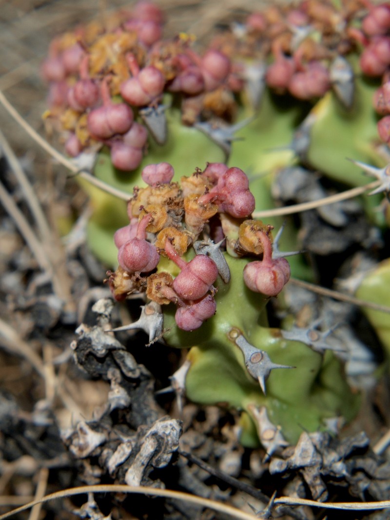Euphorbia jubata photo 7