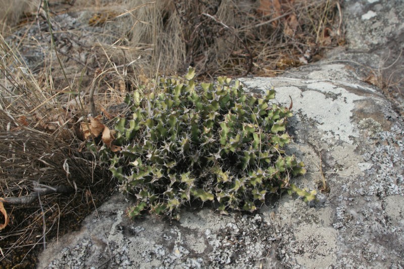 Euphorbia jubata photo 8