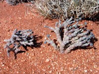 Euphorbia juttae