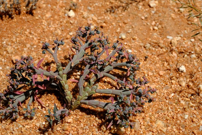 Euphorbia juttae photo 3