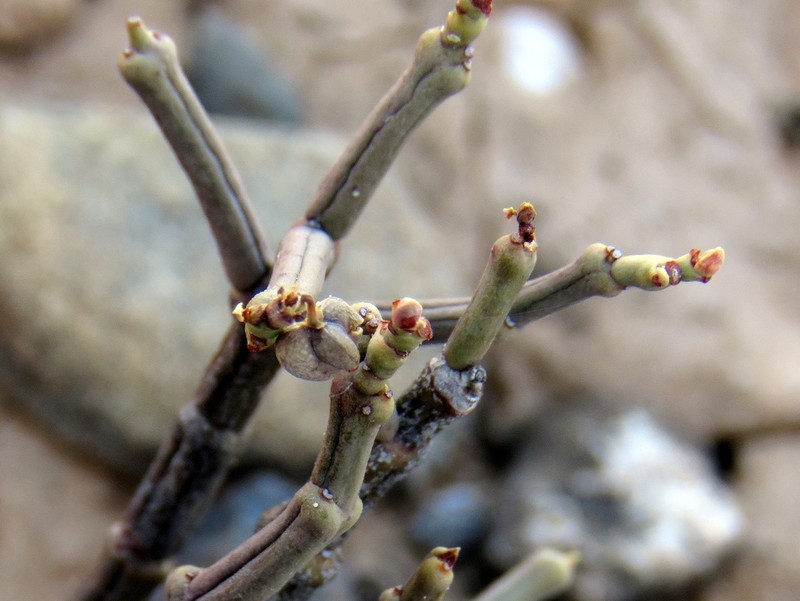 Euphorbia juttae photo 4