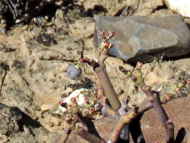 Euphorbia juttae photo 5