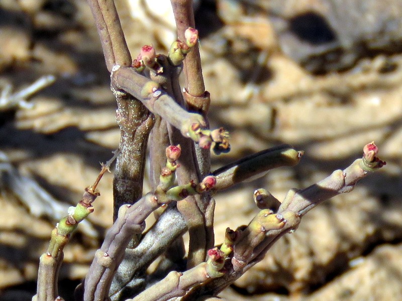 Euphorbia juttae photo 8