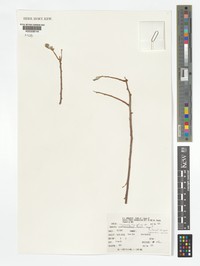Euphorbia kaessneri