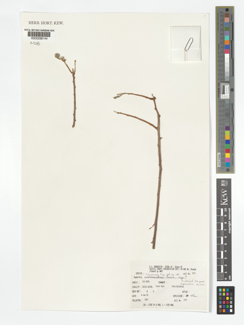 Euphorbia kaessneri