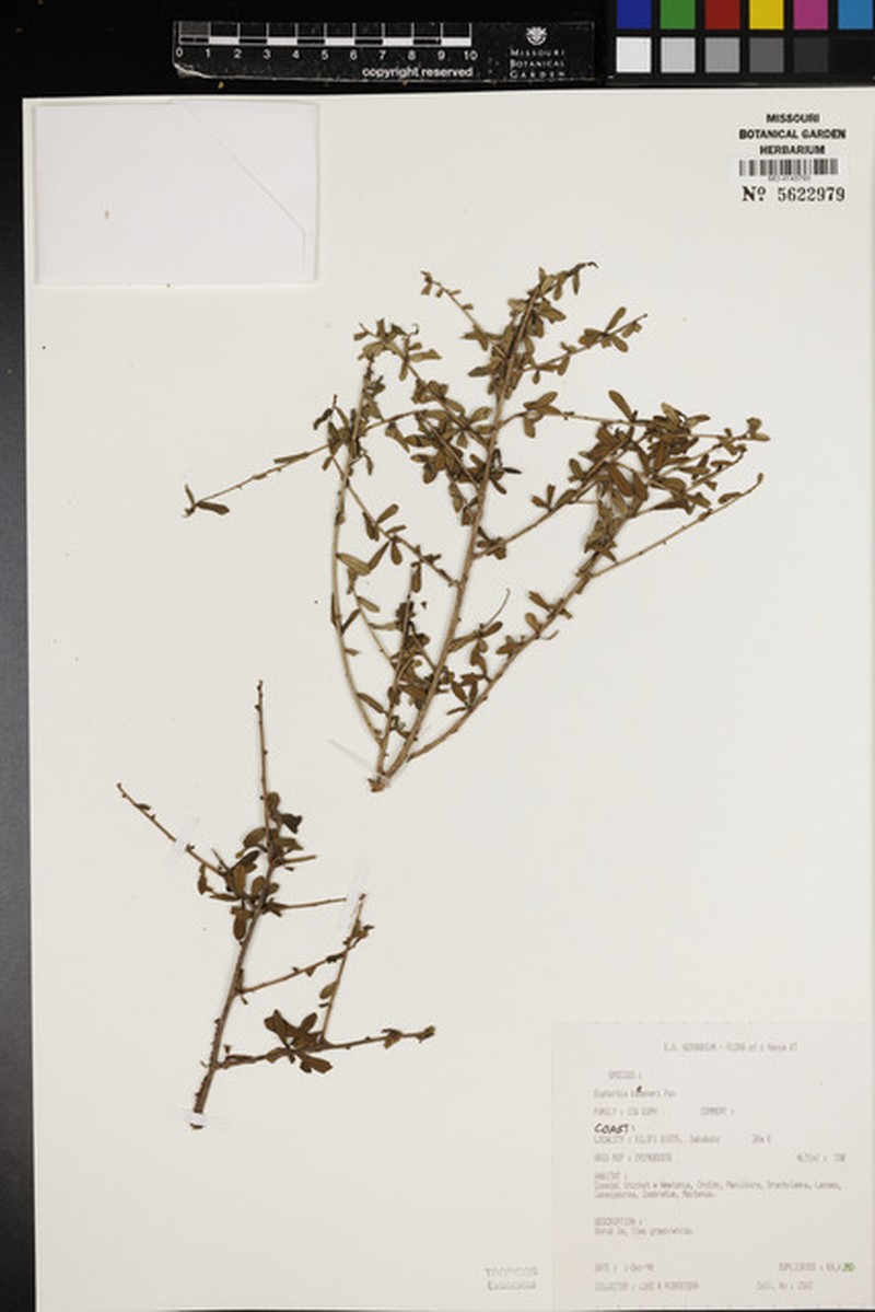 Euphorbia kaessneri photo 3