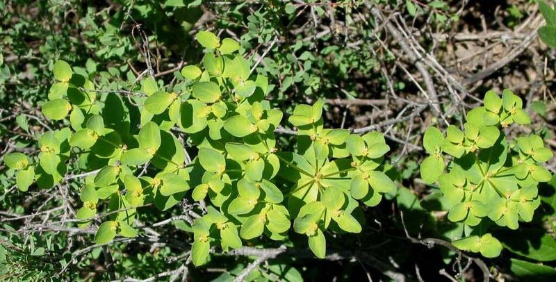 Euphorbia kalbaensis