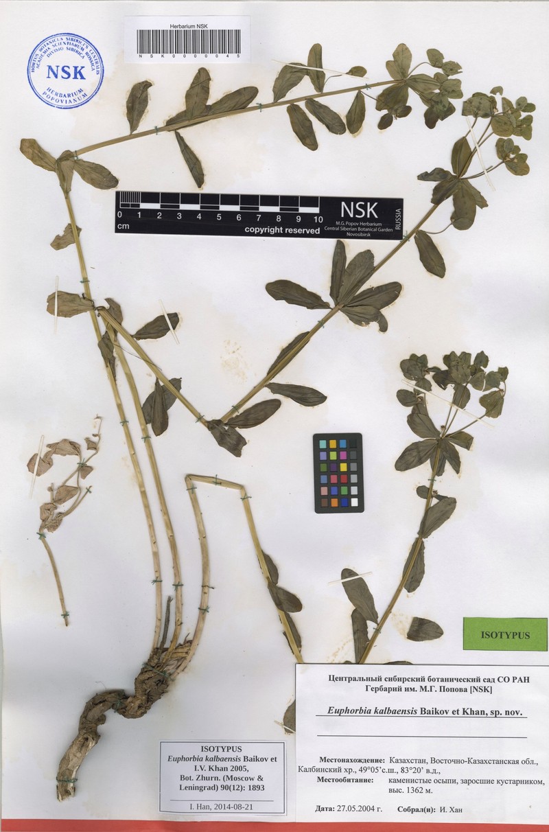 Euphorbia kalbaensis photo 3