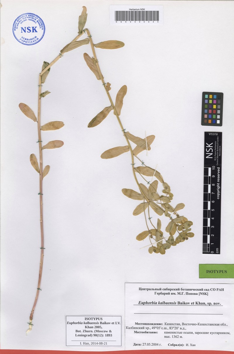 Euphorbia kalbaensis photo 4