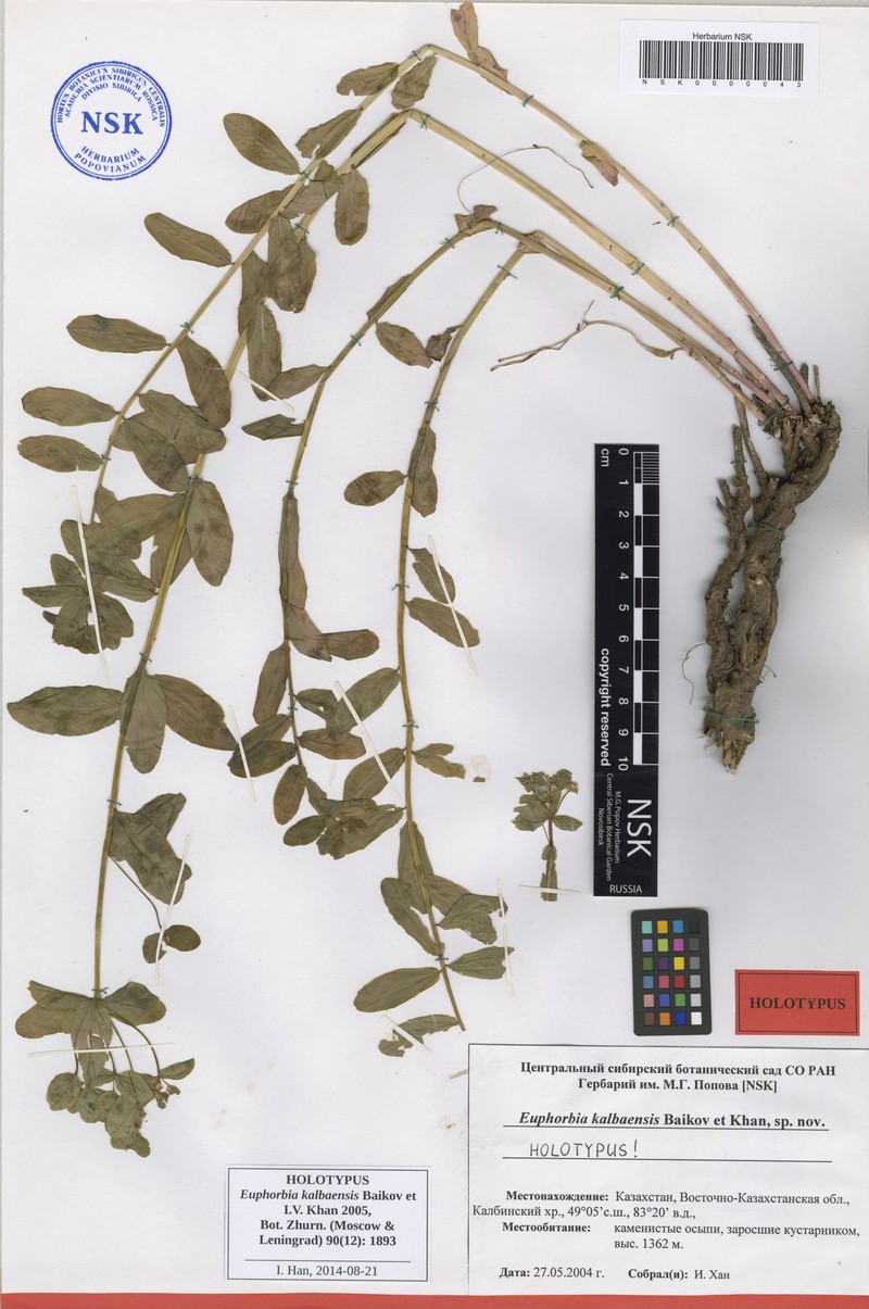Euphorbia kalbaensis photo 5