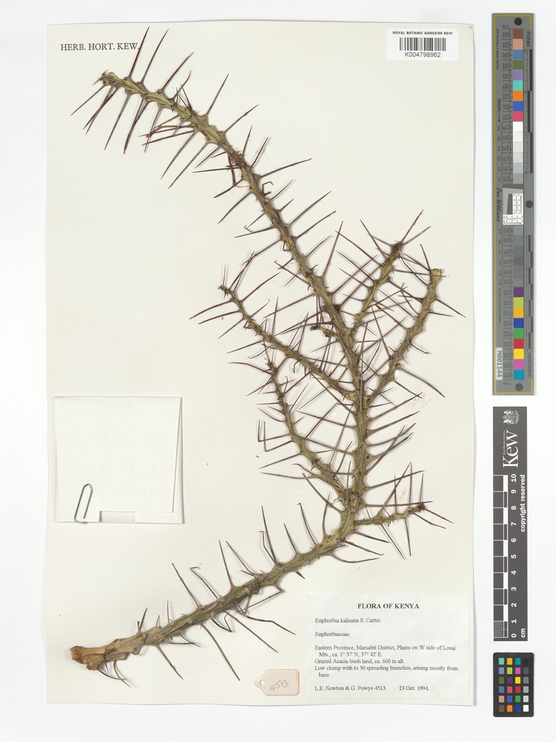Euphorbia kalisana